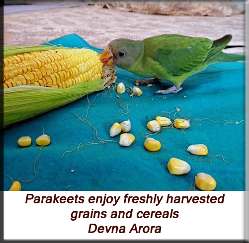 Devna Arora - Feeding parakeets in captivity